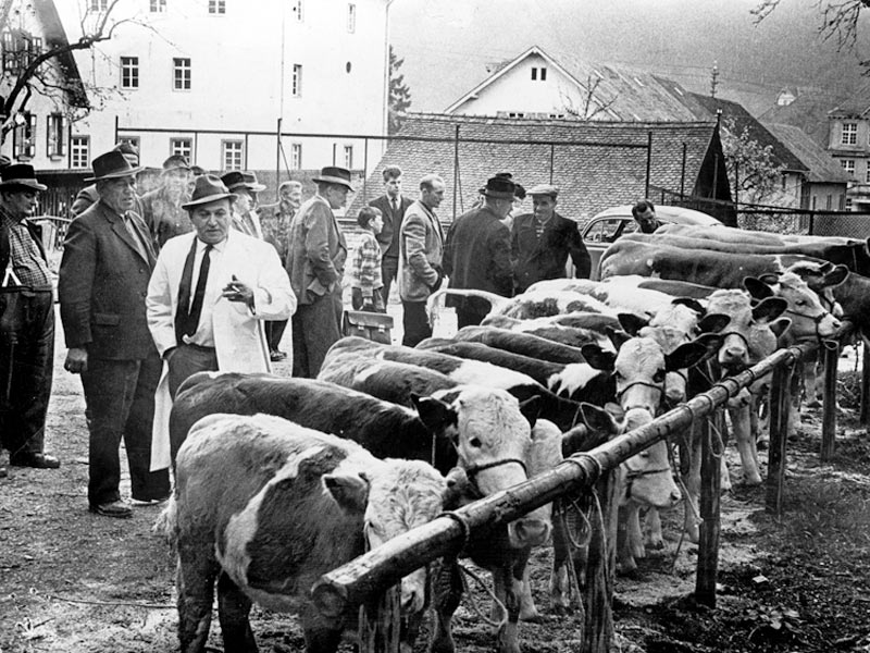 Harry Kahn auf dem Viehmarkt in Nagold